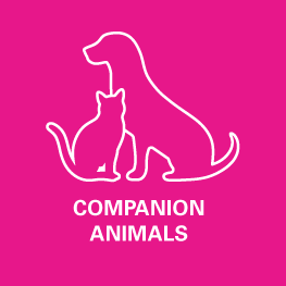 The VET Expo 2022, Companion Animals