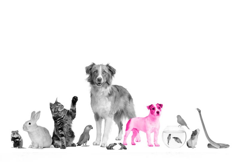 The VET Expo 2022 26 27 October 2022